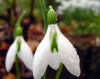 Galanthus Robin Hood